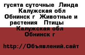 гусята суточные “Линда“ - Калужская обл., Обнинск г. Животные и растения » Птицы   . Калужская обл.,Обнинск г.